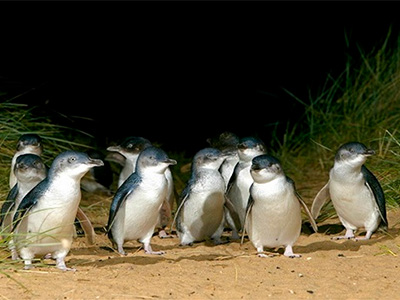 Penguin Parade Tour Phillip Island - Victoria
